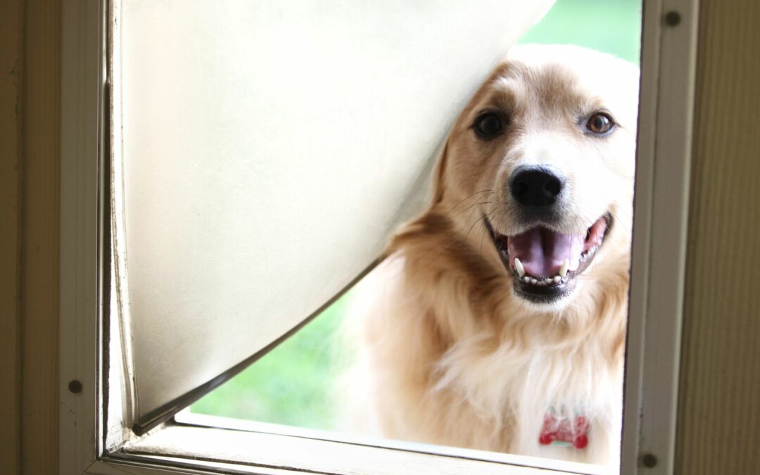 How To Install A Dog Door In 6 Steps